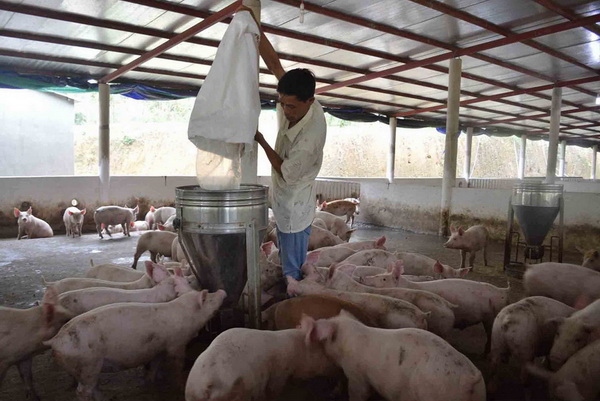 Giá lợn giống khoảng 4 kg có giá gần 2 triệu đồng, nông dân khó tái đàn